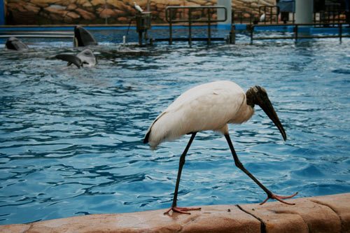 bird-shamu