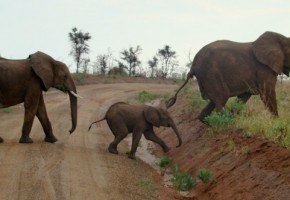 Elephants on a safari in Uganda I @SatuVW I Destination Unknown
