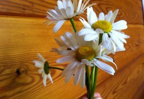 Flowers for Mom I @SatuVW I Destination Unknown