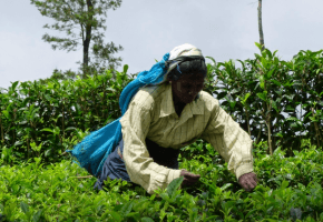 Tea picking in Haputale Sri Lanka