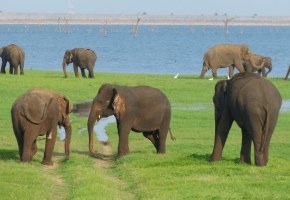 Kaudulla National Park, Sri Lanka