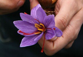 Saffron picking in Italy