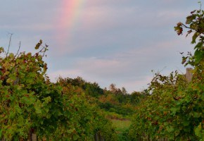 Vineyard at Sunset in Vipava