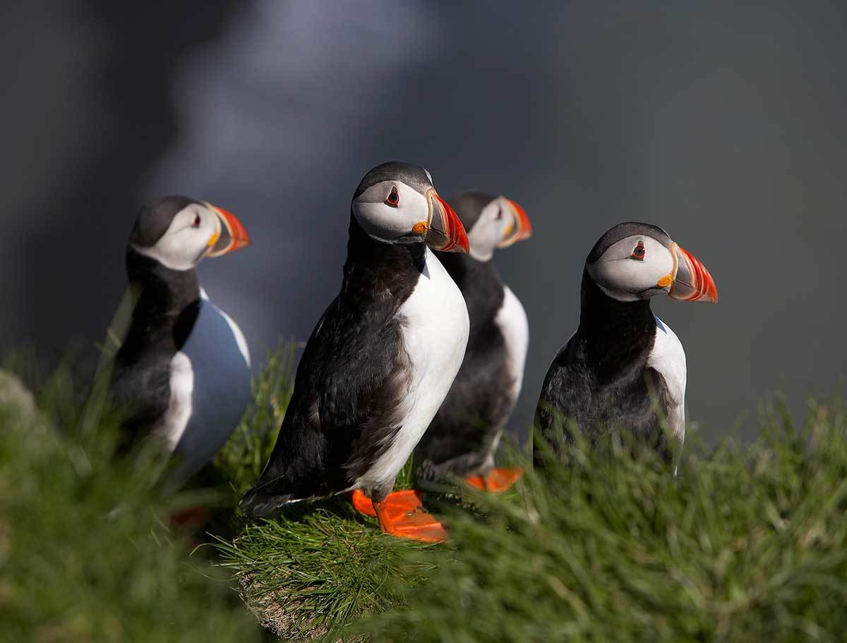 we have been to iceland but never done these 4 things we have been to iceland but never done these 4 things