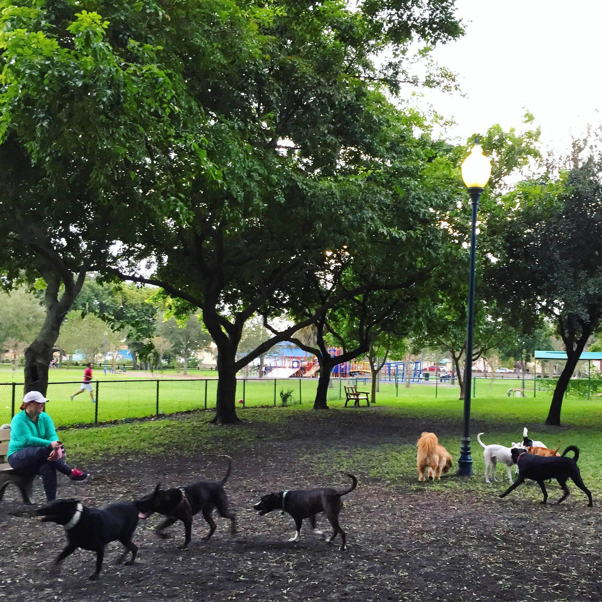 puppies west palm tips for traveling with a from travel expert who has traveled in several countries puppies west palm tips for traveling with a from travel expert who has traveled in several countries